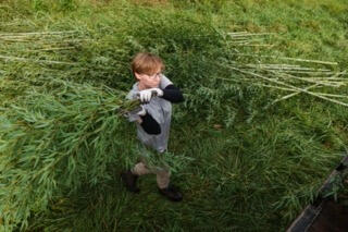 Here&#39;s how the Smithsonian Zoo gets bamboo for its pandas